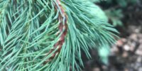spruce tree brance