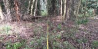 line plot in spruce forest