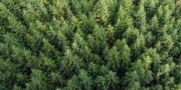 Overhead image of a spruce-fir forest