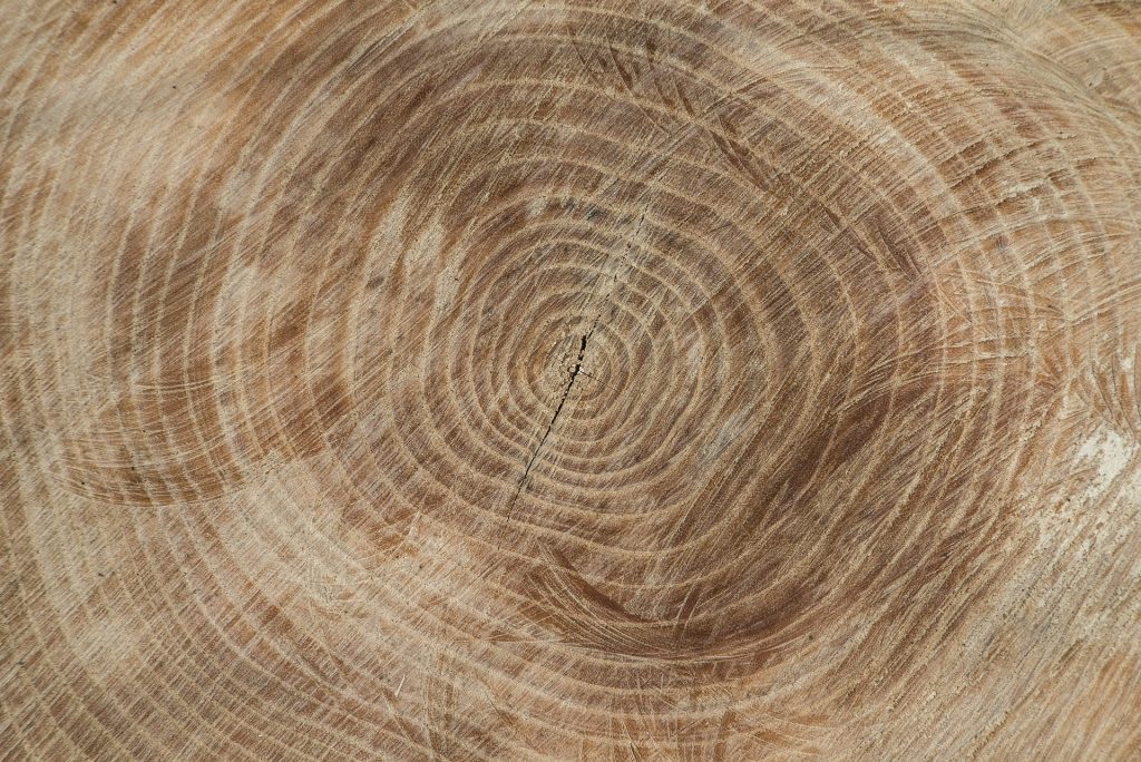 Cross section of a tree trunk