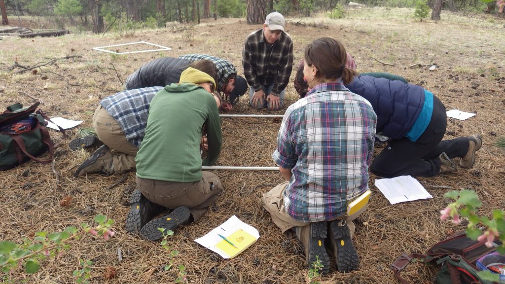 field crew measuring vegetation