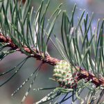 Lodgepole pine branch