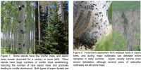 bugs and aspen trees