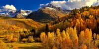 yellow trees on mountains in fall