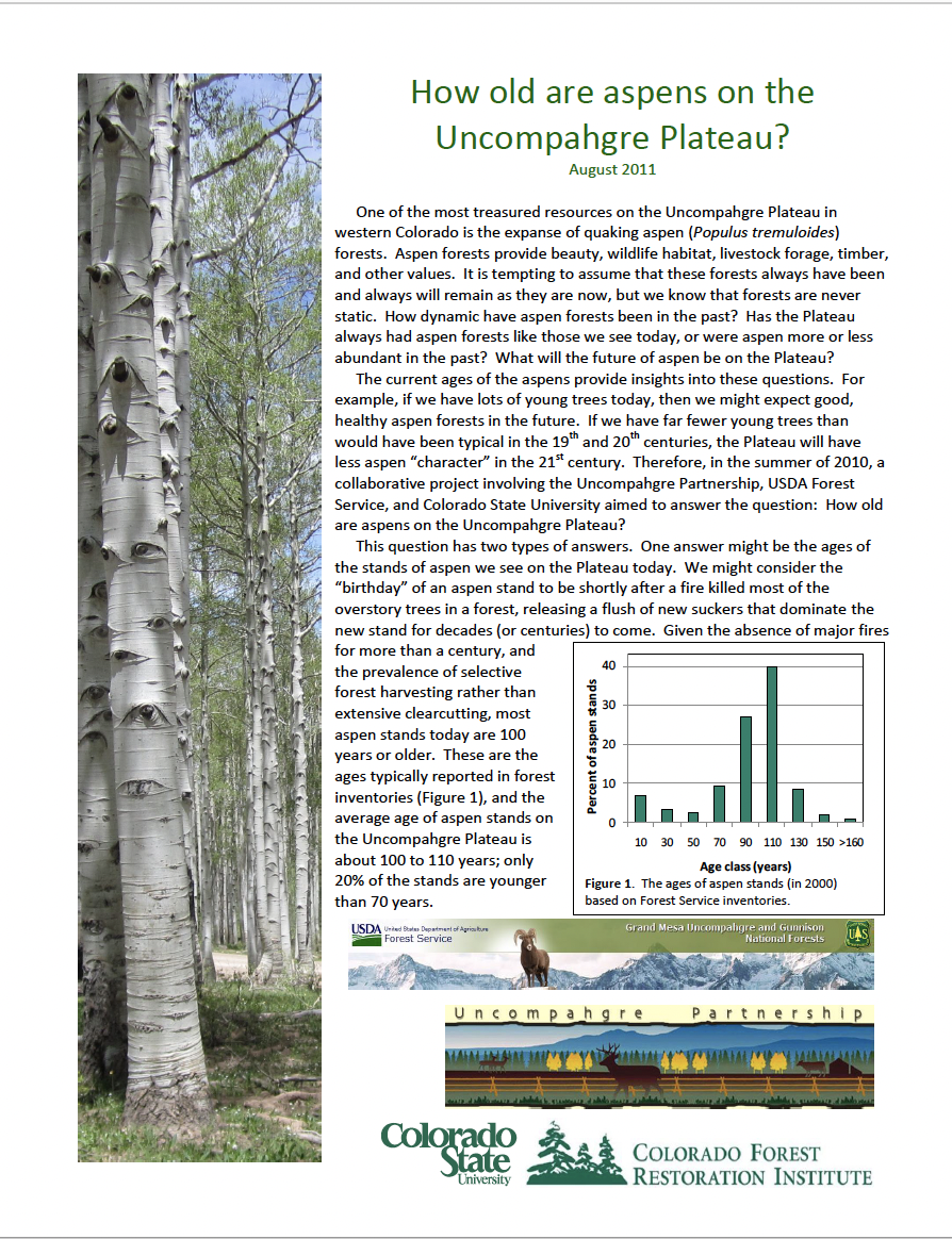 How old are aspens on the Uncompahgre Plateau?