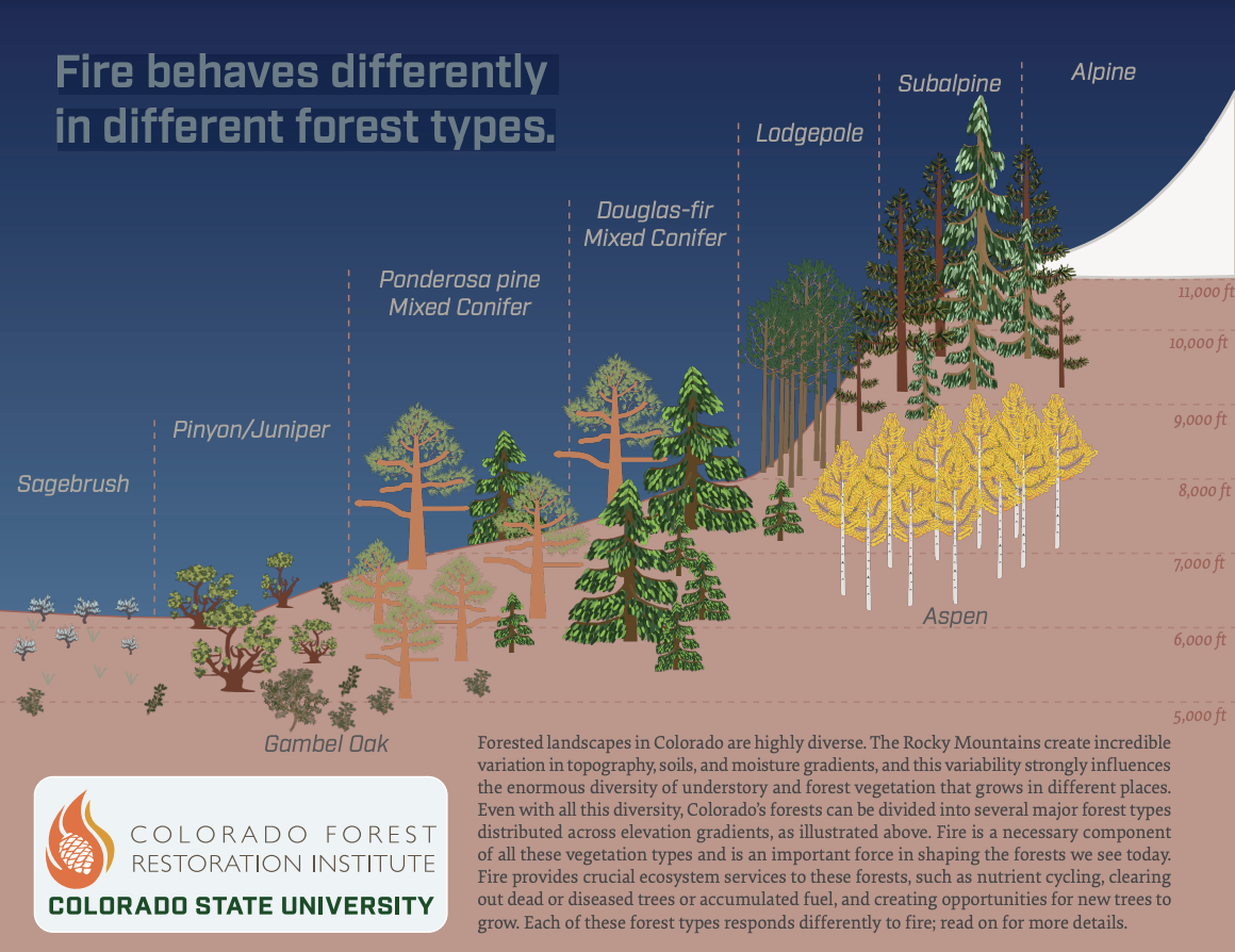 Fire behaves differently in different forest types.