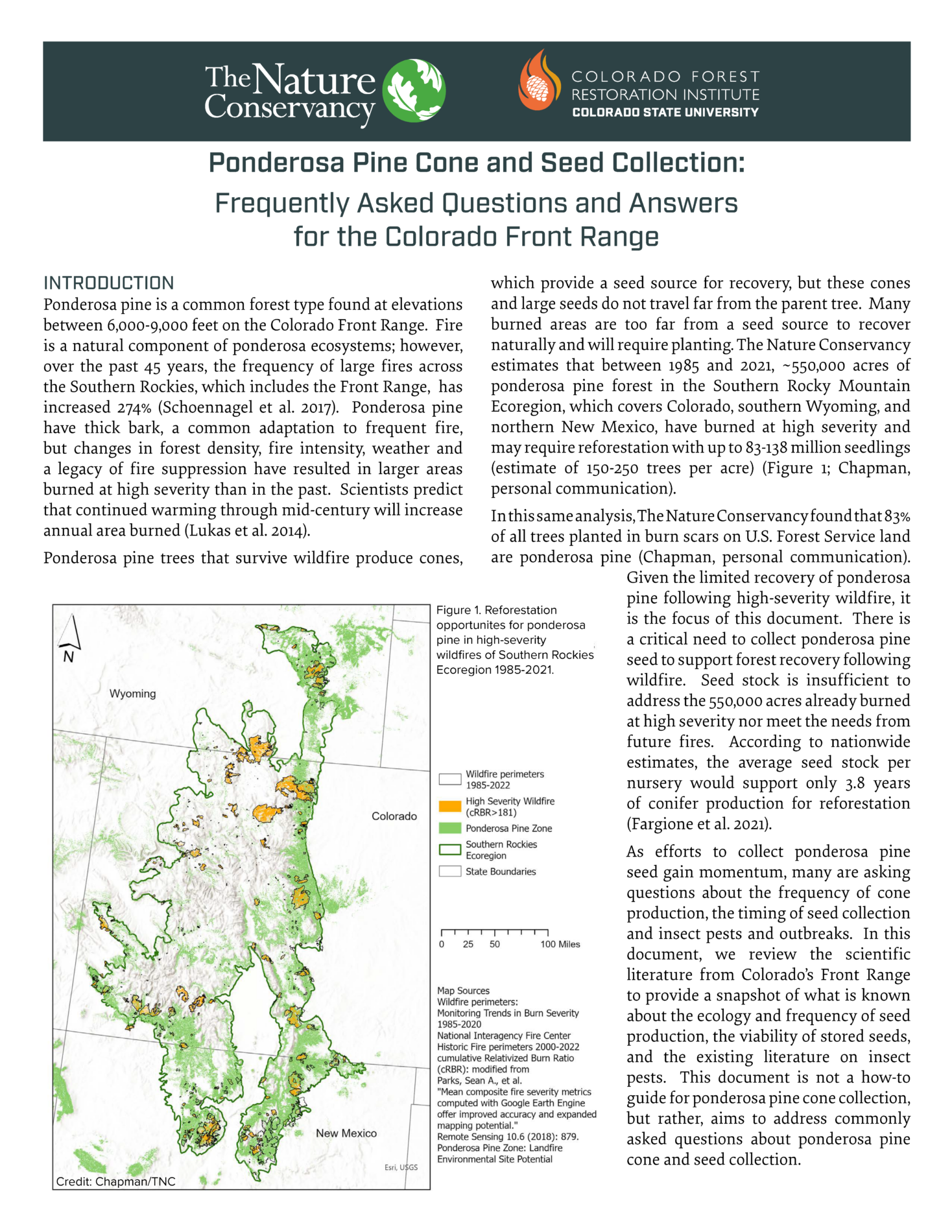 Ponderosa Pine Cone and Seed Collection: Frequently Asked Questions and Answers for the Colorado Front Range