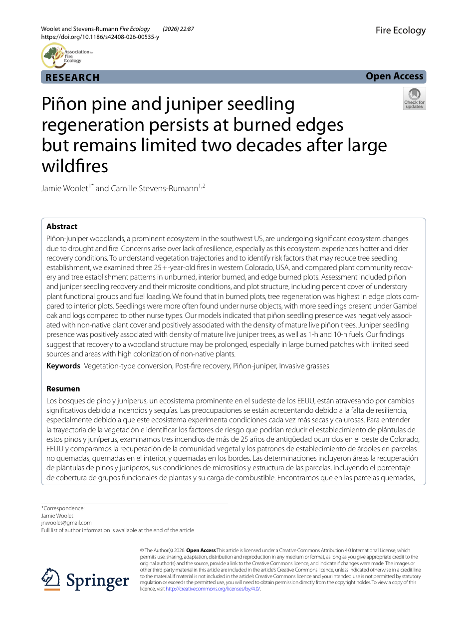 Piñon pine and juniper seedling regeneration persists at burned edges but remains limited two decades after large wildfires